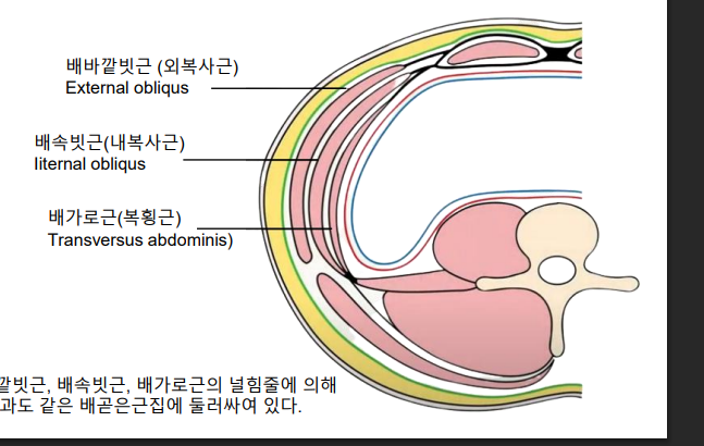 복사근 단면