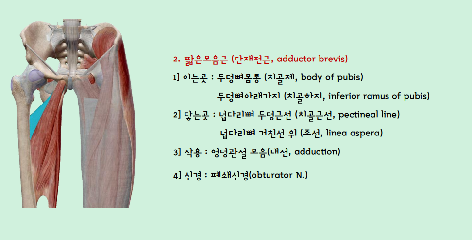짧은모음근