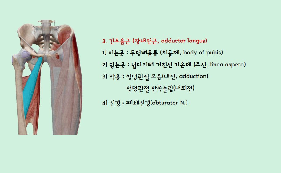 장내전근