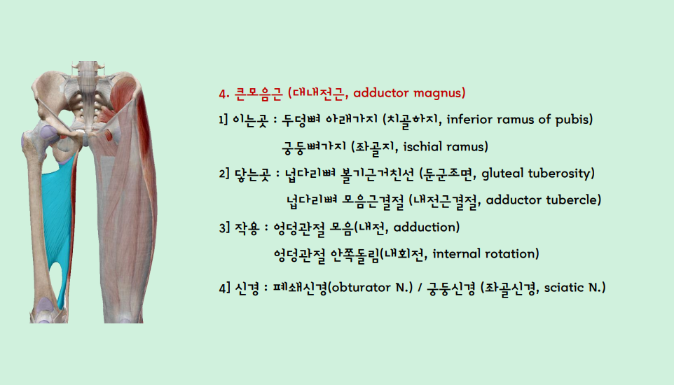 대내전근