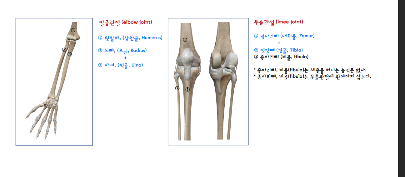 관절 구조도