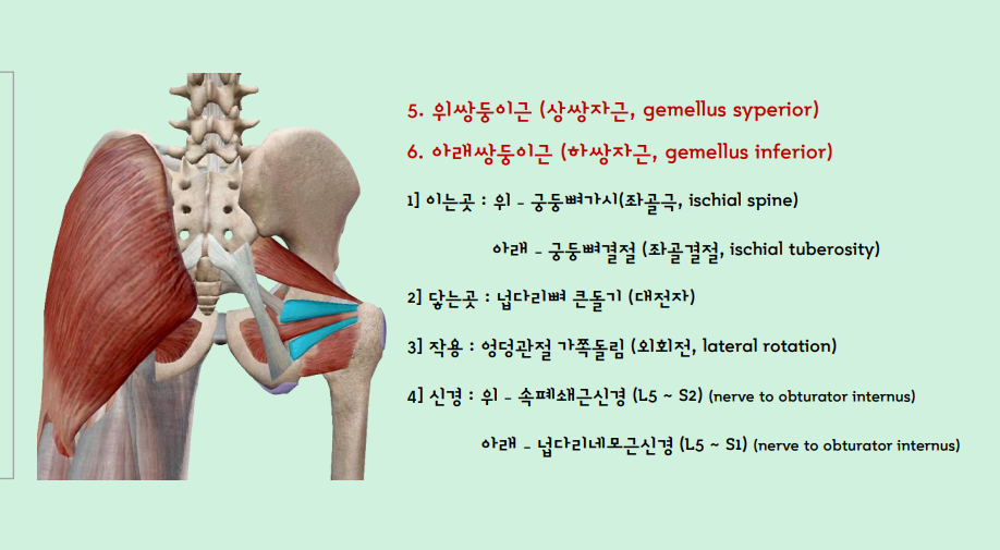쌍둥이근