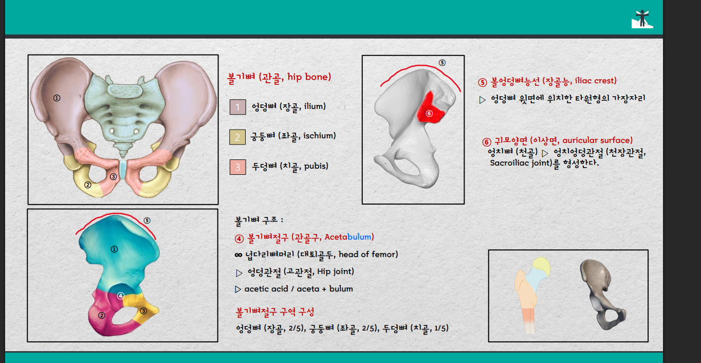 볼기뼈 구성