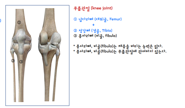 무릎 구조도