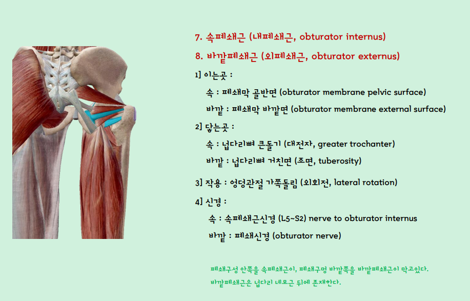 폐쇄근
