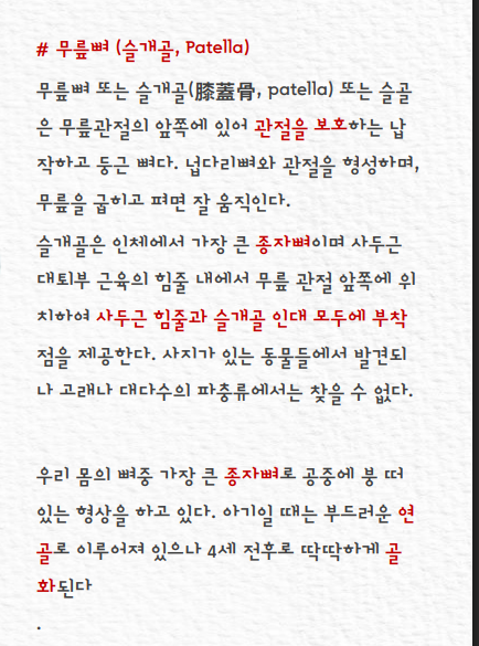 무릎뼈 역할