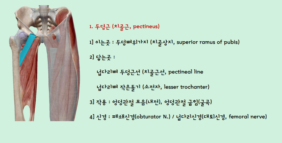 두덩근
